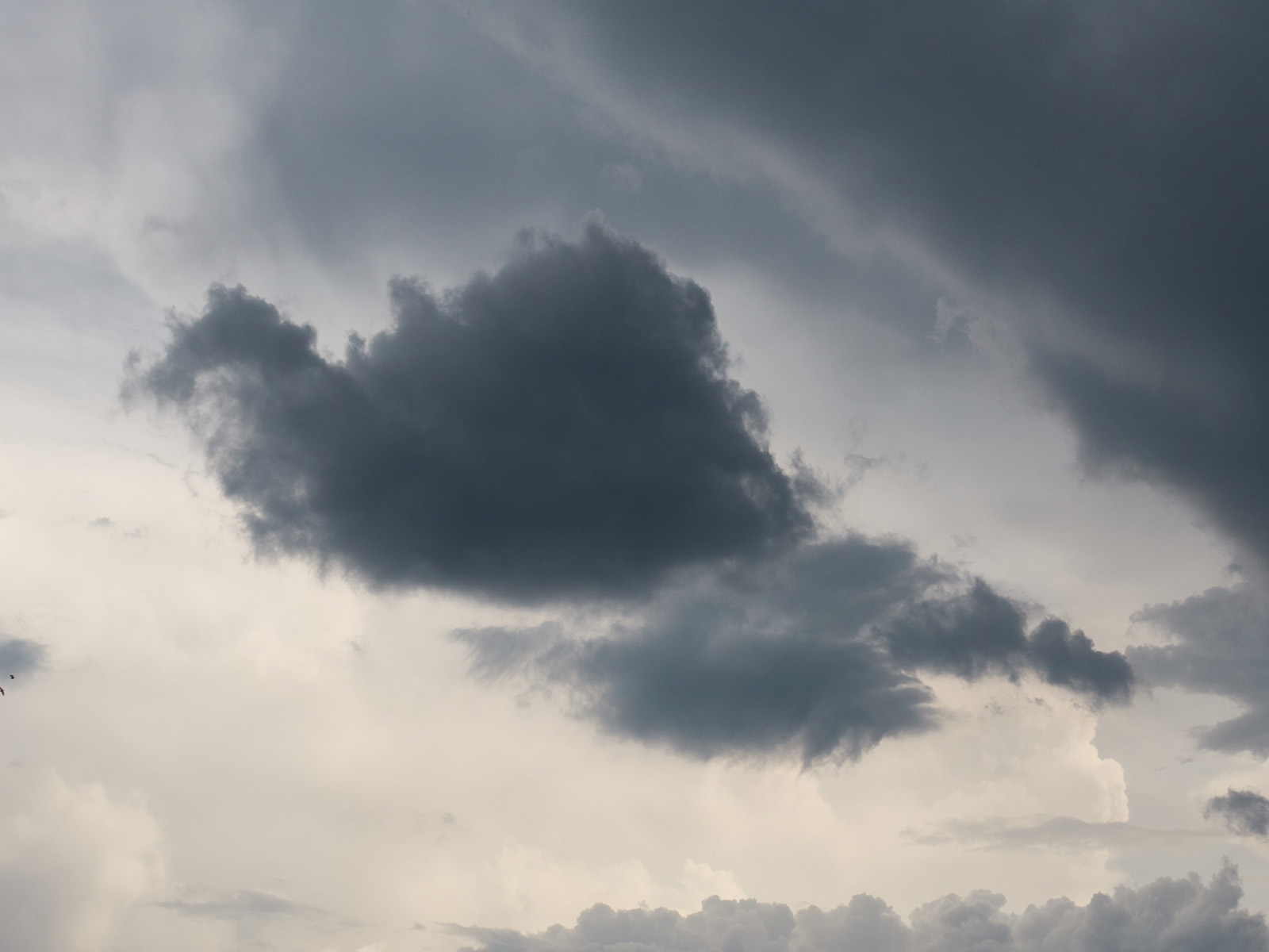 19 06-04%20-%20Un%20gros%20gris