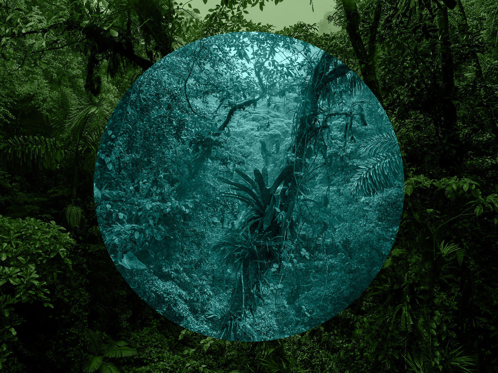 jungle holes-title-opti2